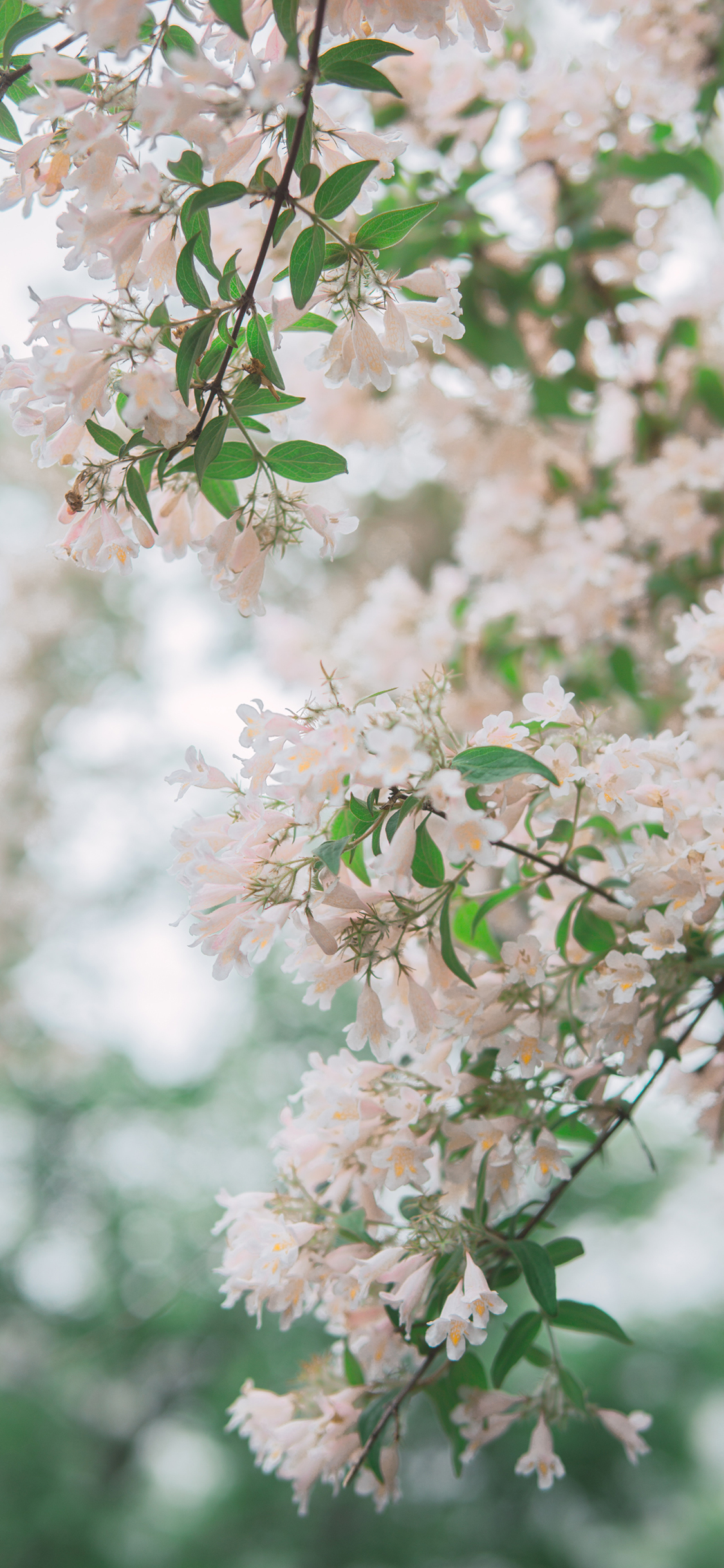 [2436×1125]蝟实 景色 花季 盛开 花朵 枝头 枝叶 苹果手机壁纸图片