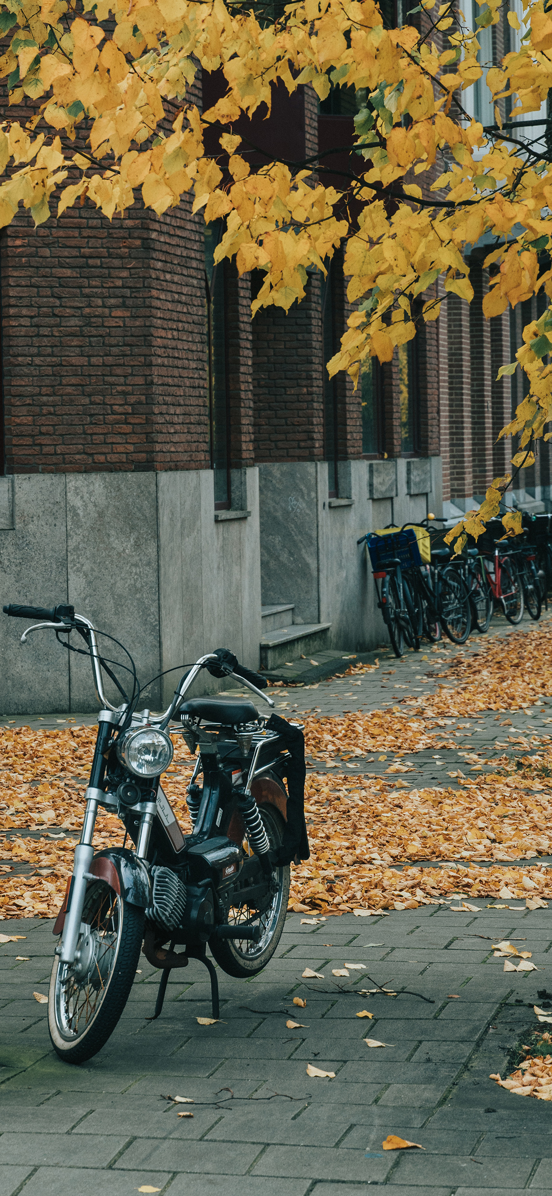 [2436×1125]街景 摩托车 机车 落叶