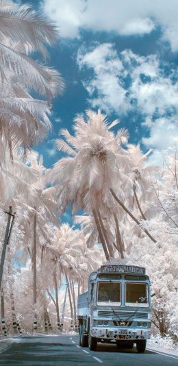 [2436x1125]街景 汽车 椰树 白色 唯美 苹果手机壁纸图片