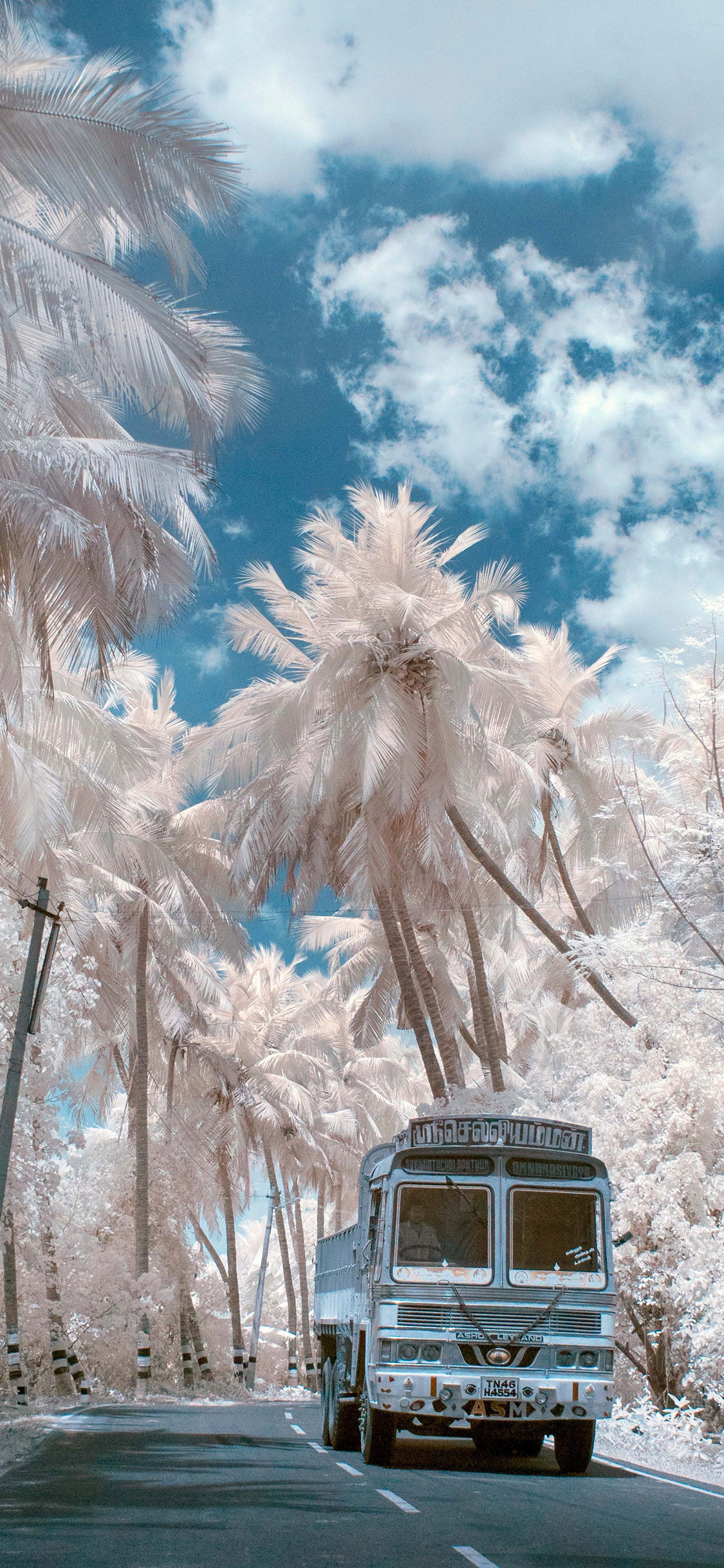 [2436×1125]街景 汽车 椰树 白色 唯美 苹果手机壁纸图片