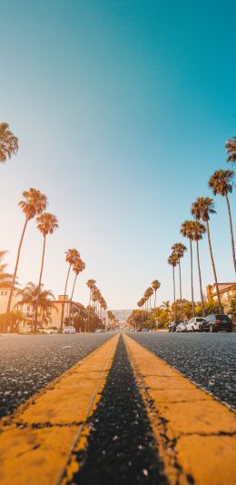 [2436x1125]街道 双黄线 椰树 街景 苹果手机壁纸图片