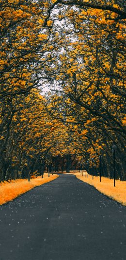 [2436x1125]街道 树叶 树木 林荫道 苹果手机壁纸图片