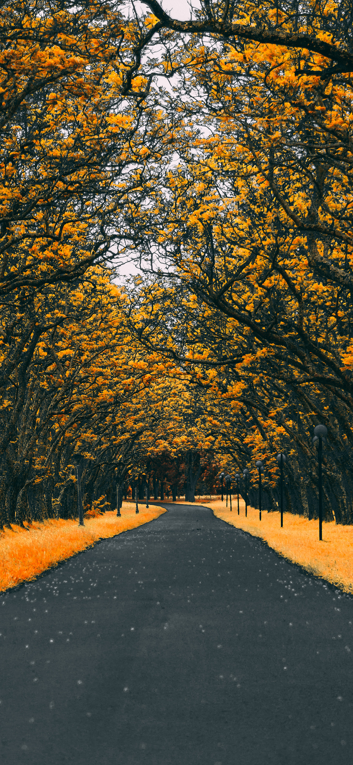 [2436×1125]街道 树叶 树木 林荫道 苹果手机壁纸图片