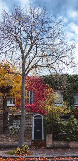 [2436x1125]街道 树木 落叶 房屋 苹果手机壁纸图片