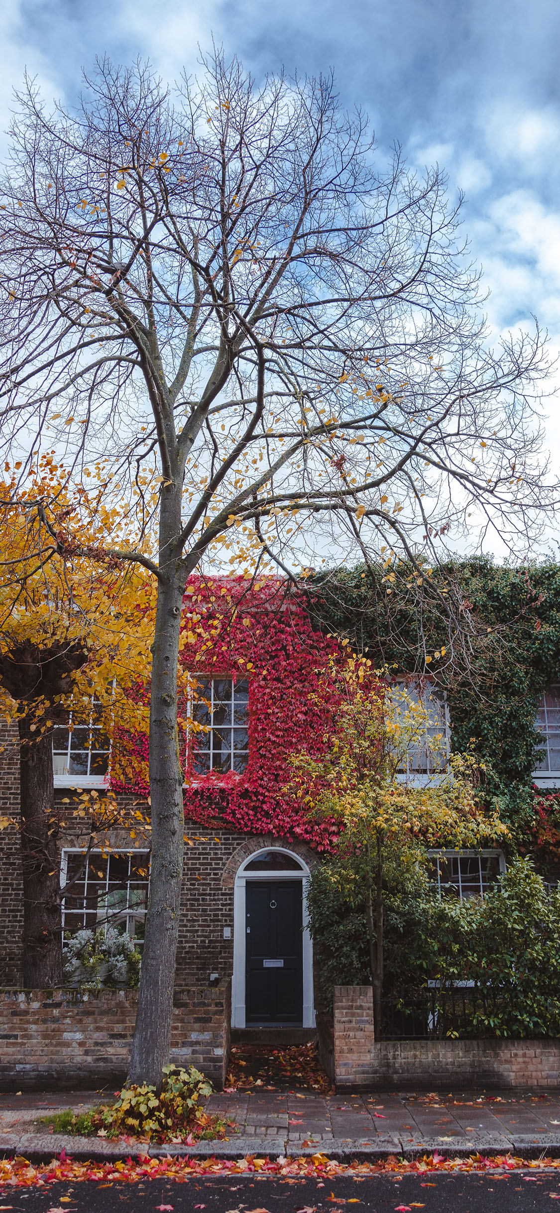 [2436×1125]街道 树木 落叶 房屋 苹果手机壁纸图片