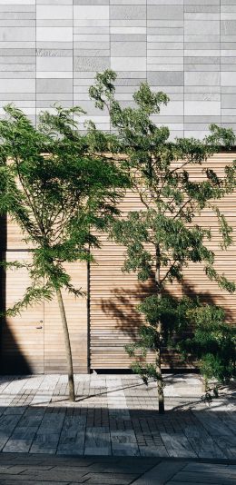 [2436x1125]街道 树苗 树影 阳光 苹果手机壁纸图片