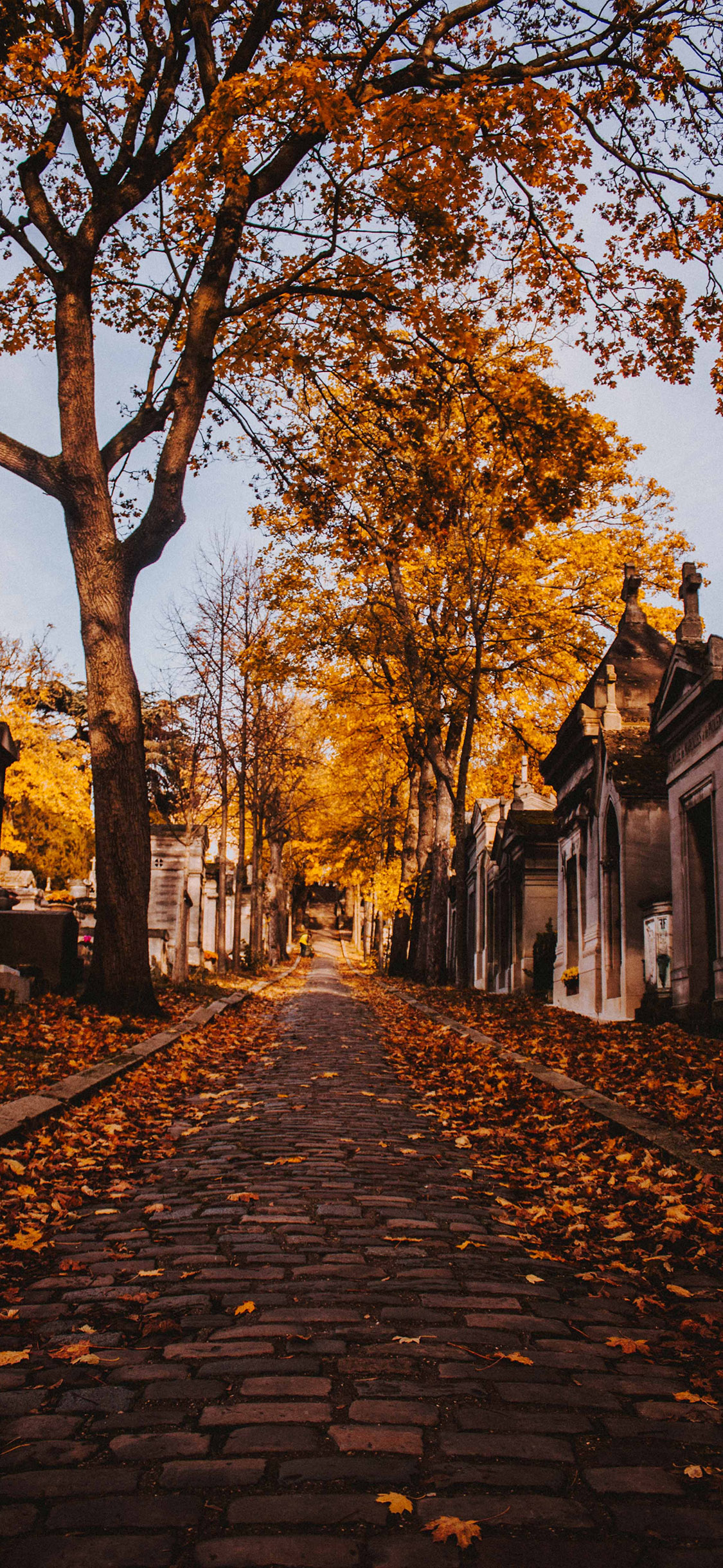[2436×1125]街道 秋景 落叶 枯黄 意境 苹果手机壁纸图片