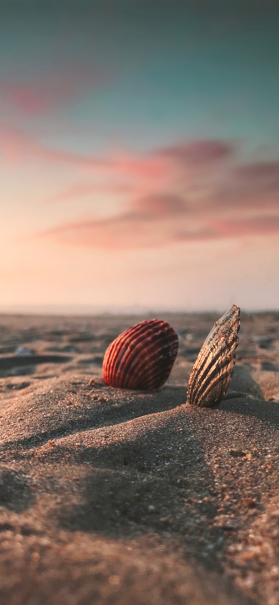 [2436×1125]贝壳 沙滩 大海 苹果手机壁纸图片