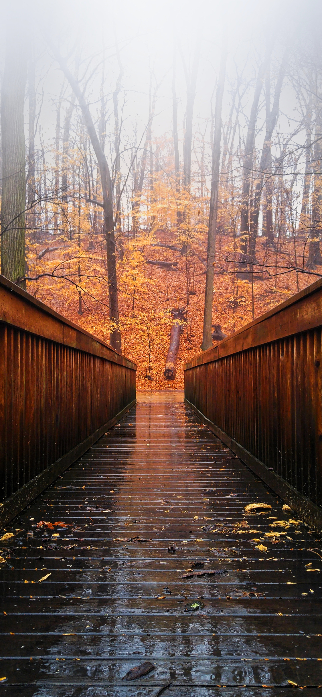 [2436×1125]走廊 林木 枯叶 唯美 苹果手机壁纸图片