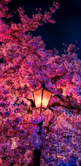 [2436x1125]路灯 樱花 鲜花 夜晚 苹果手机壁纸图片
