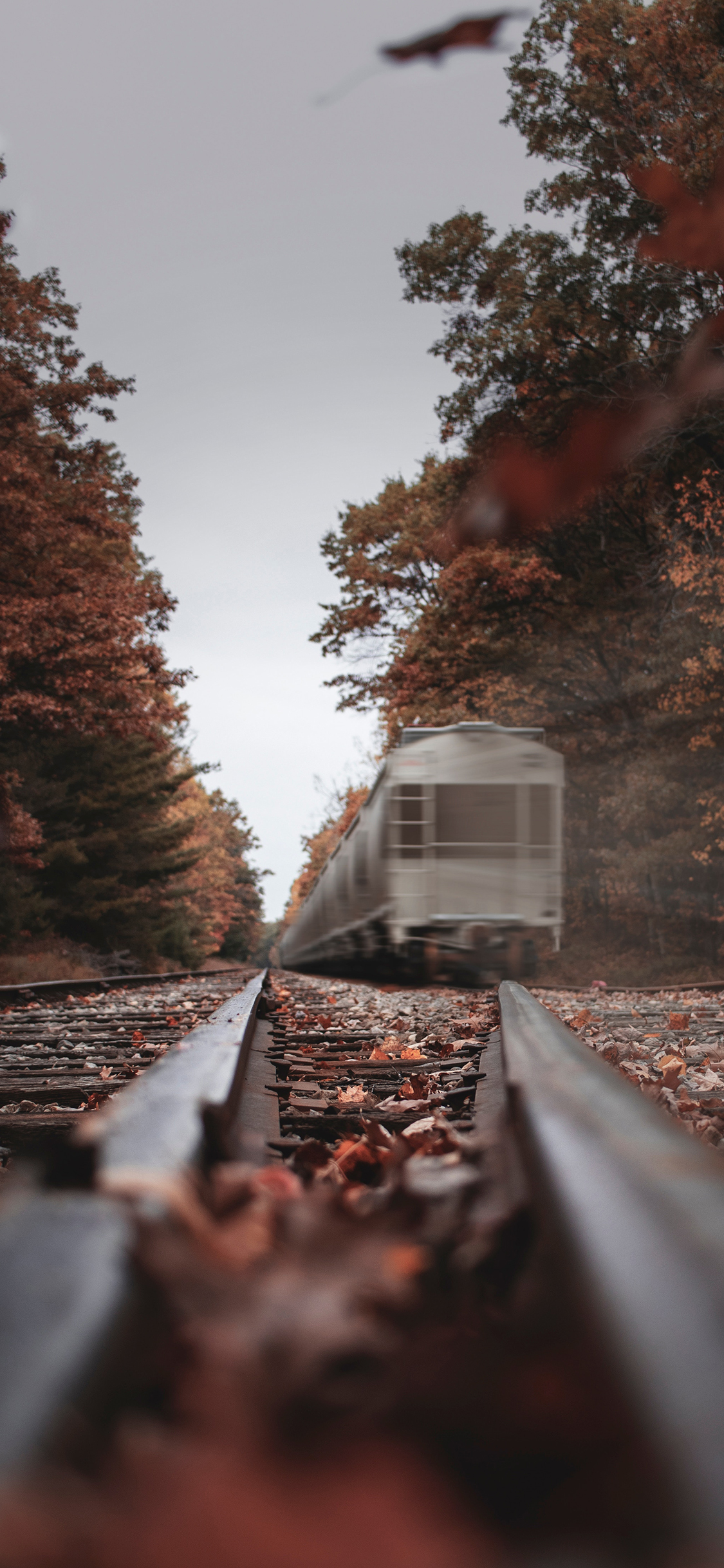 [2436×1125]轨道 火车 行驶 落叶 意境 苹果手机壁纸图片