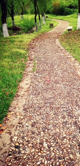[2436x1125]道路 林荫道 草地 落叶 苹果手机壁纸图片