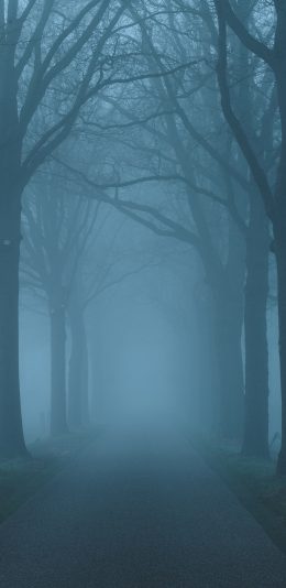 [2436x1125]道路 树木 林荫道 枝干 昏暗 苹果手机壁纸图片