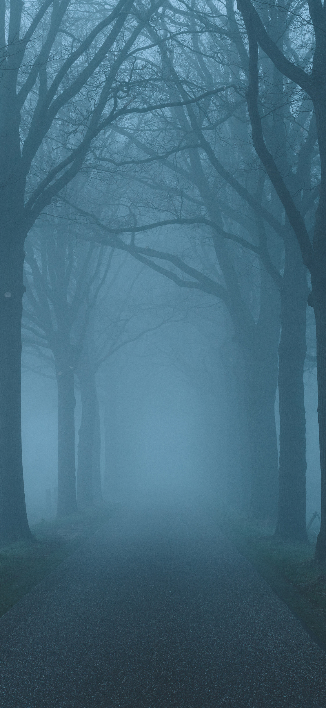 [2436×1125]道路 树木 林荫道 枝干 昏暗 苹果手机壁纸图片