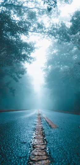 [2436x1125]道路 树木 迷雾 树林 苹果手机壁纸图片