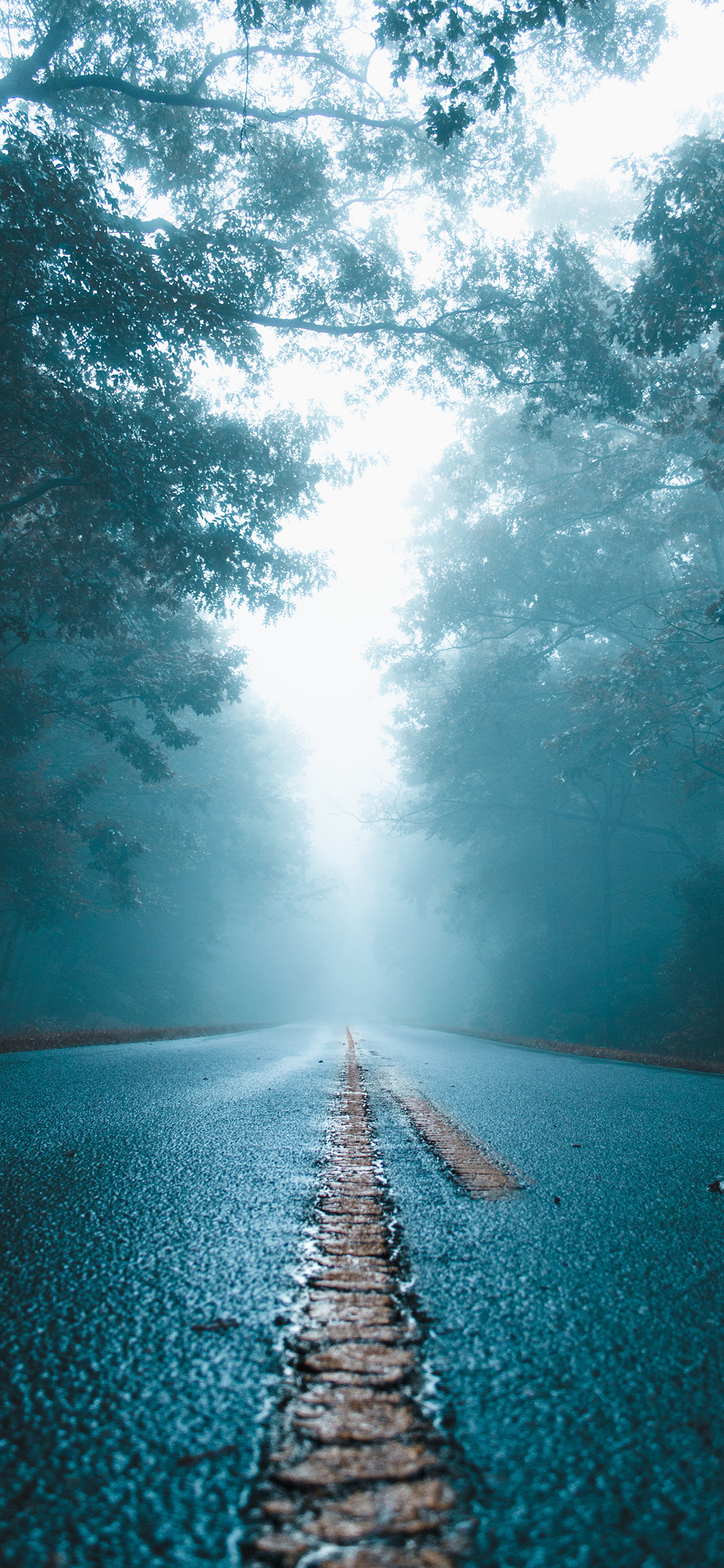 [2436×1125]道路 树木 迷雾 树林 苹果手机壁纸图片