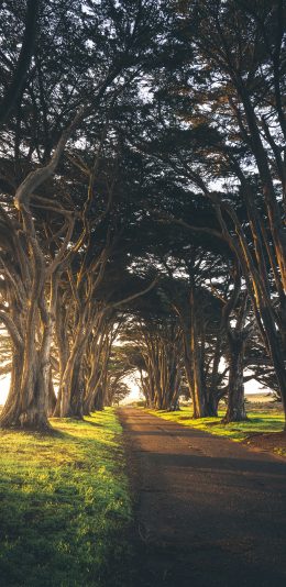 [2436x1125]道路 绿荫树 树木 草地 苹果手机壁纸图片