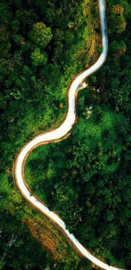 [2436x1125]道路 蜿蜒 绿色 森林 树林 苹果手机壁纸图片