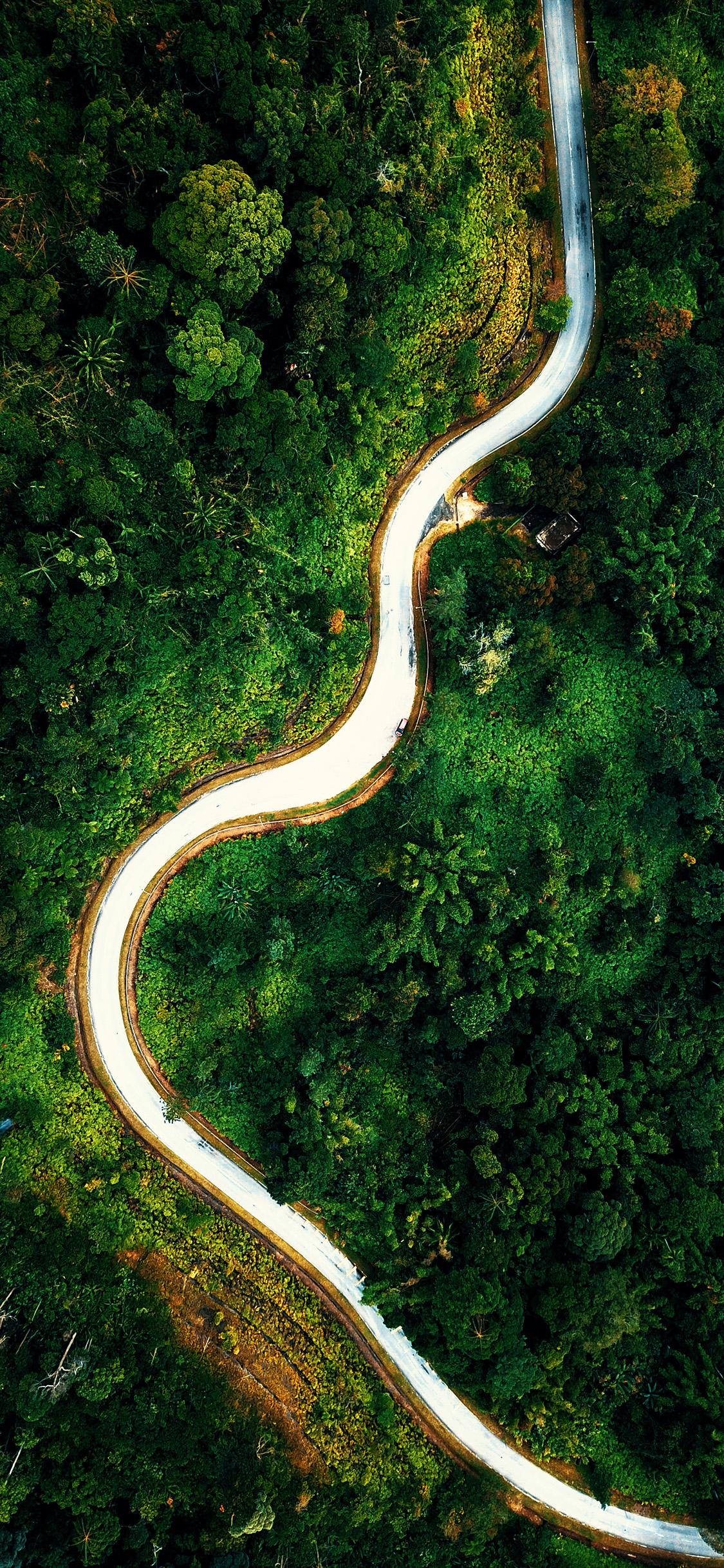 [2436×1125]道路 蜿蜒 绿色 森林 树林 苹果手机壁纸图片