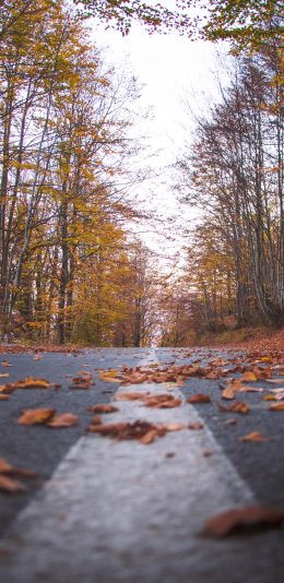 [2436x1125]道路 街景 树木 落叶 唯美 苹果手机壁纸图片