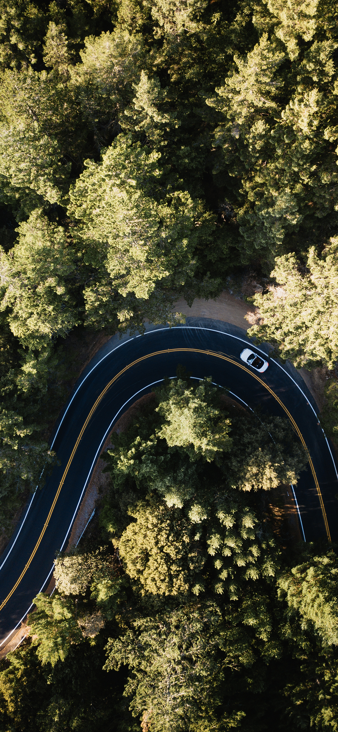[2436×1125]道路 麻辣 行驶 树林 森林 绿色 苹果手机壁纸图片