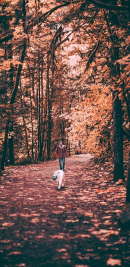 [2436x1125]遛狗 树林 玩耍 枯黄 秋季 苹果手机壁纸图片