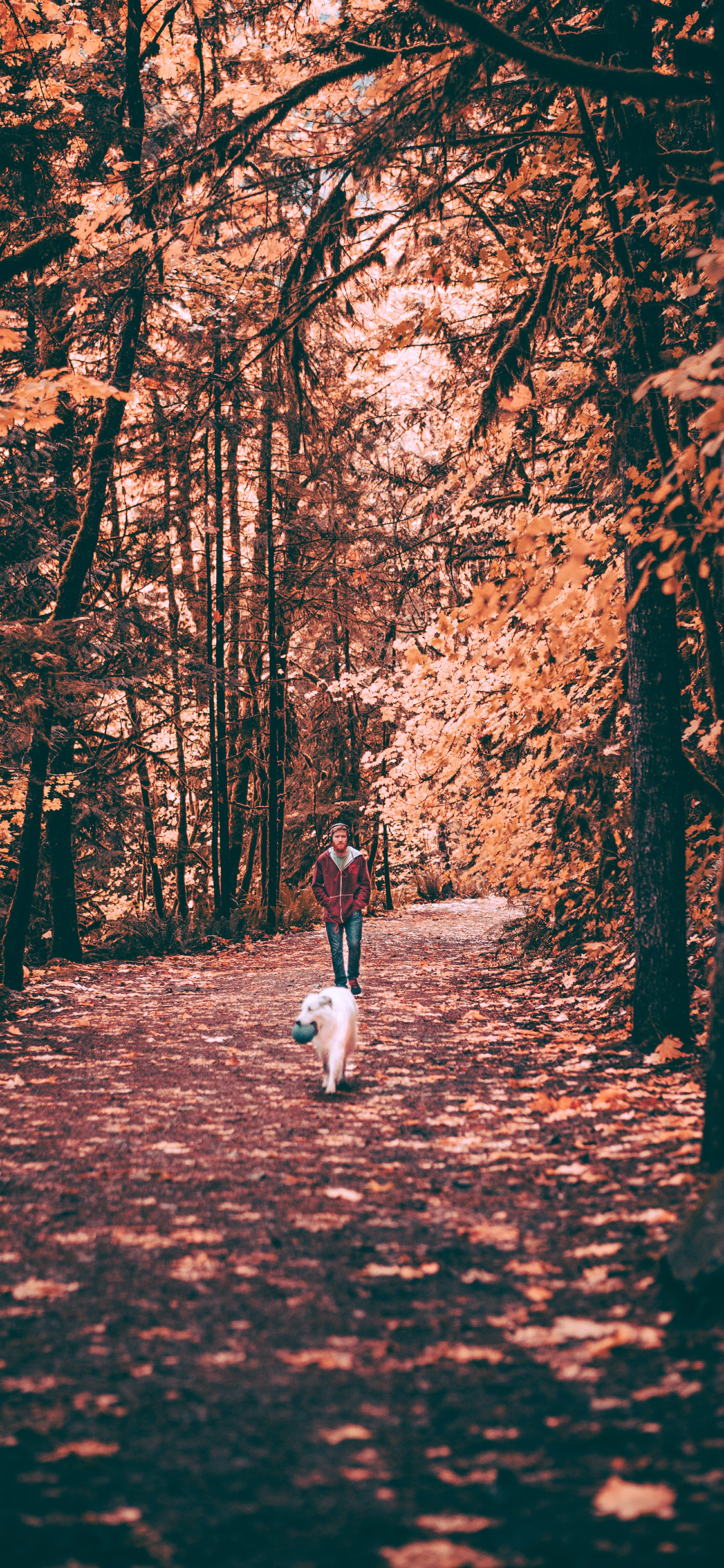 [2436×1125]遛狗 树林 玩耍 枯黄 秋季 苹果手机壁纸图片