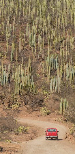 [2436x1125]郊区 汽车 行驶 仙人掌 道路 苹果手机壁纸图片
