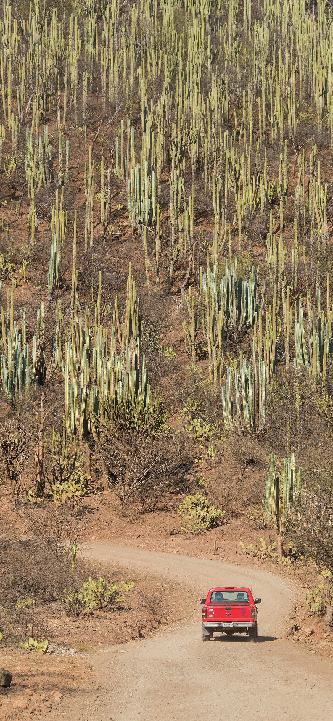 [2436×1125]郊区 汽车 行驶 仙人掌 道路 苹果手机壁纸图片