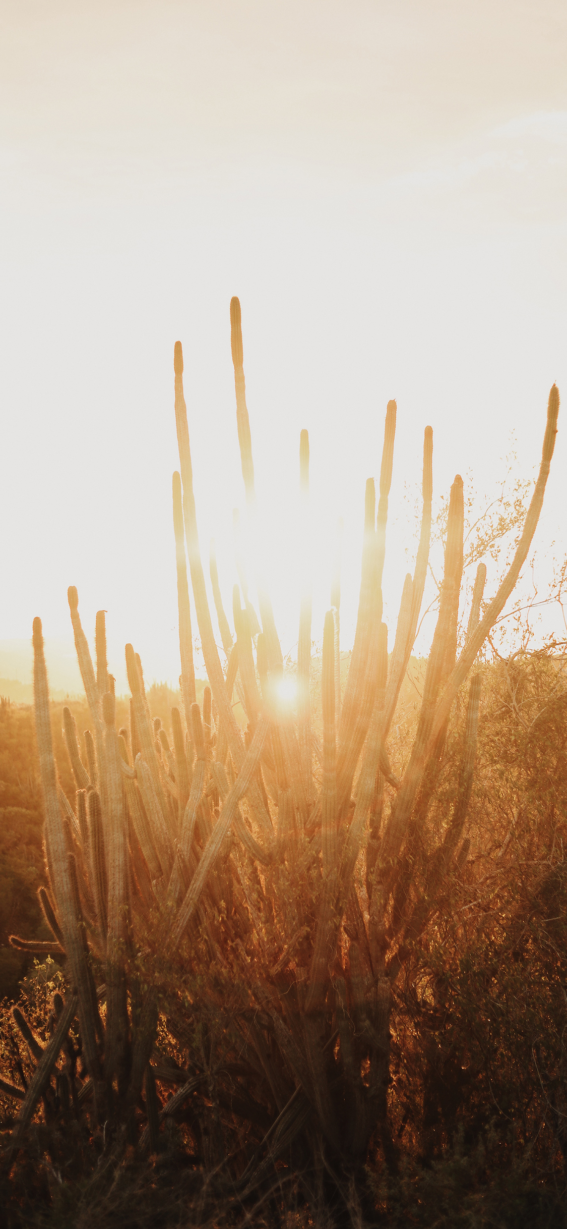 [2436×1125]郊外 仙人掌 阳光 灿烂 苹果手机壁纸图片