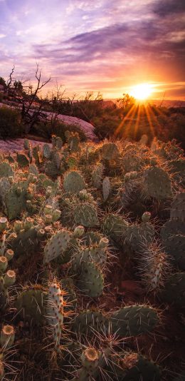 [2436x1125]郊外 仙人掌 阳光 自然 苹果手机壁纸图片