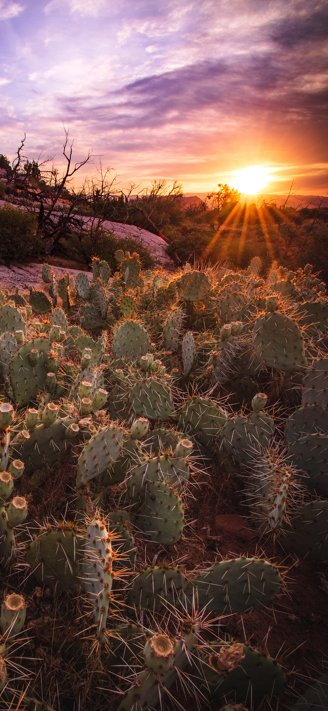 [2436×1125]郊外 仙人掌 阳光 自然 苹果手机壁纸图片