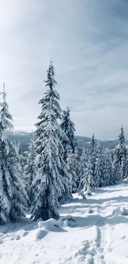 [2436x1125]郊外 冬季 雪景 唯美 苹果手机壁纸图片