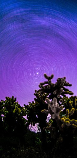 [2436x1125]郊外 夜景 树木 星轨 苹果手机壁纸图片