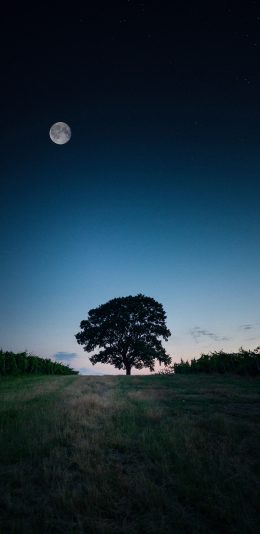 [2436x1125]郊外 夜景 树木 月亮 苹果手机壁纸图片