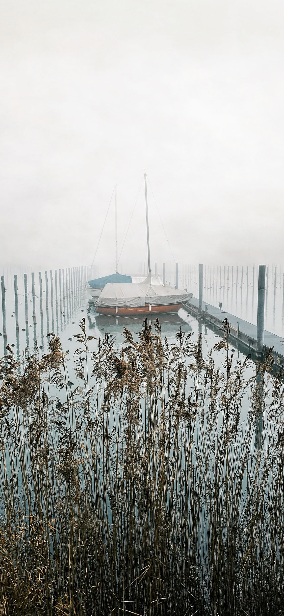 [2436×1125]郊外 大海 船只 芦苇 美景 苹果手机壁纸图片