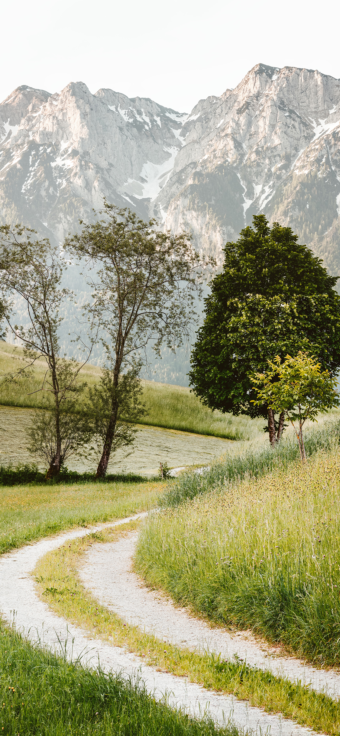 [2436×1125]郊外 小道 树木 自然 苹果手机壁纸图片