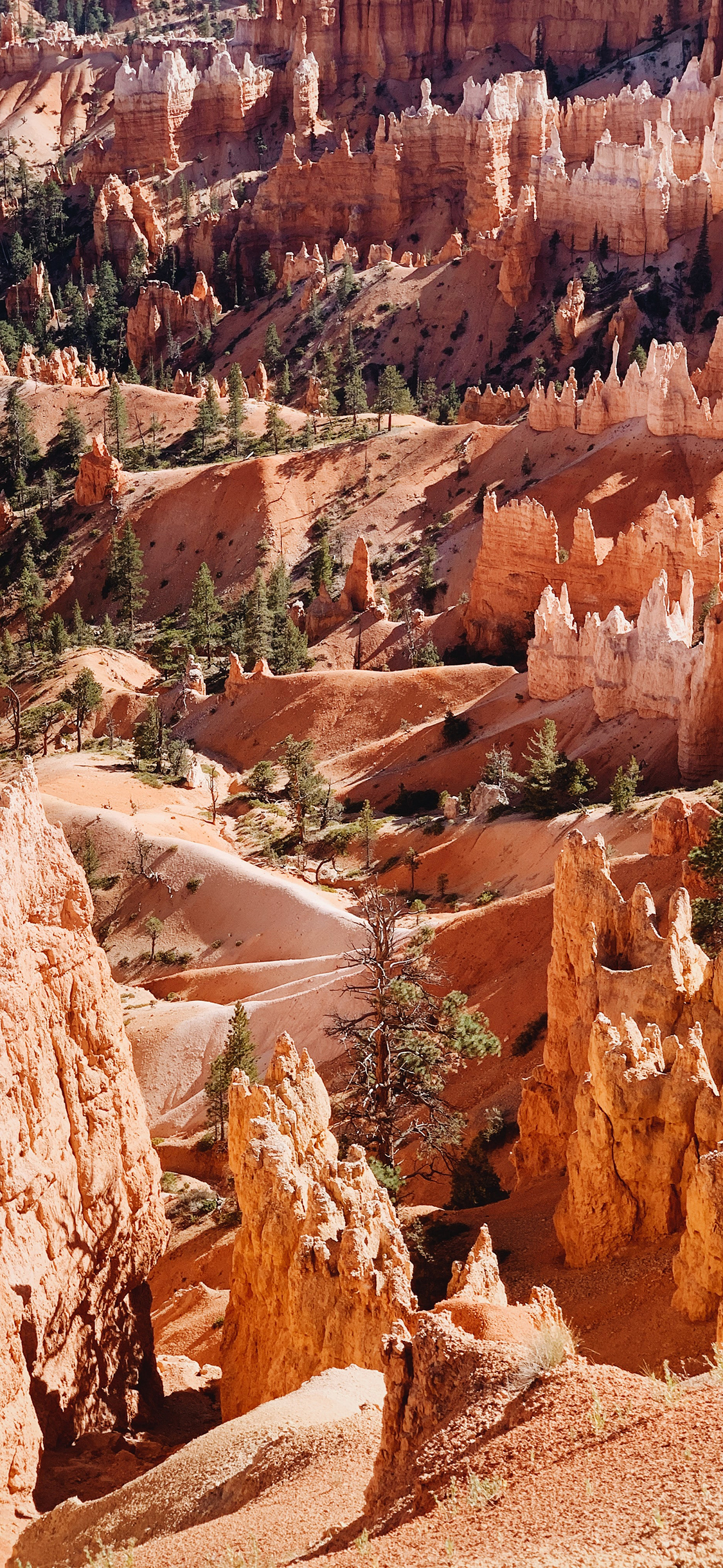 [2436×1125]郊外 山峰 树木 自然 苹果手机壁纸图片