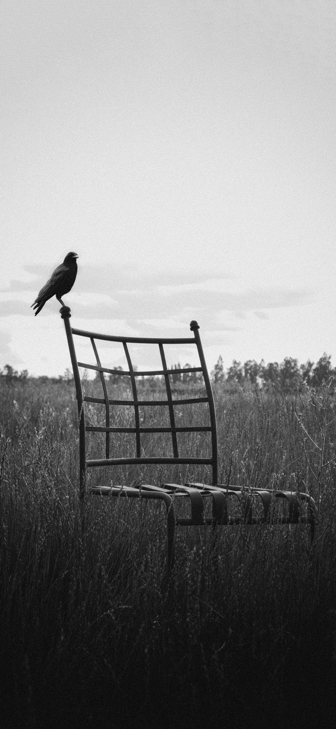 [2436×1125]郊外 摄影 椅子 飞鸟 黑白 意境 苹果手机壁纸图片