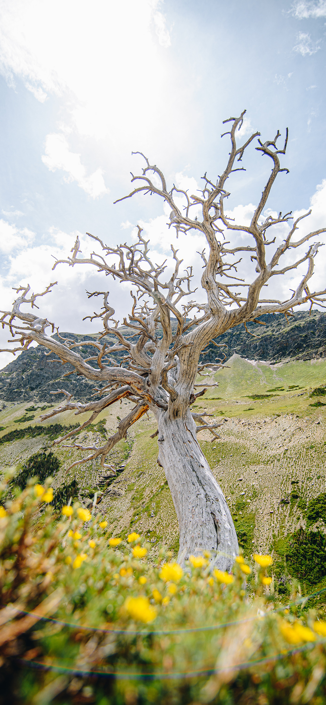 [2436×1125]郊外 树木 天空 自然美景 苹果手机壁纸图片