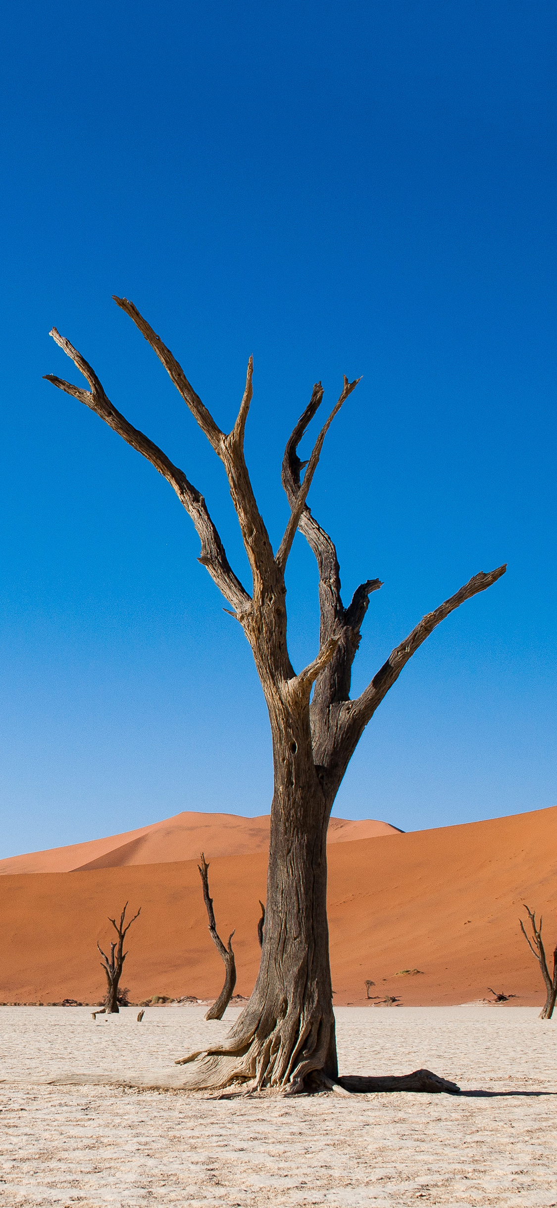 [2436×1125]郊外 树木 枯木 凋零 苹果手机壁纸图片
