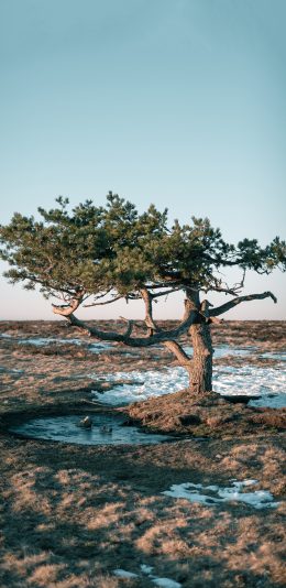[2436x1125]郊外 树木 自然 美景 苹果手机壁纸图片
