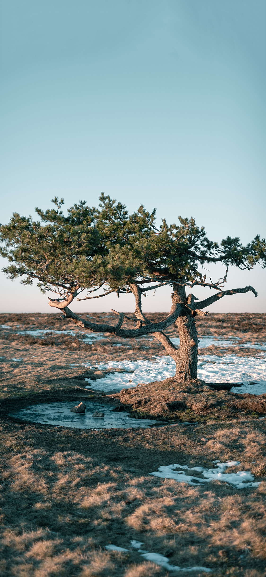 [2436×1125]郊外 树木 自然 美景 苹果手机壁纸图片