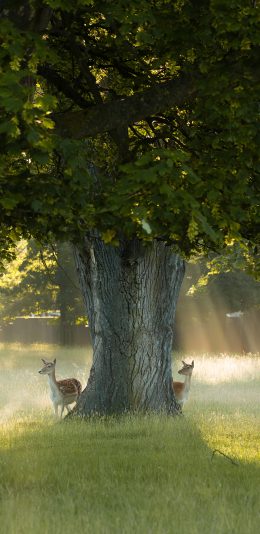 [2436x1125]郊外 树木 草地 小鹿 梅花鹿 苹果手机壁纸图片