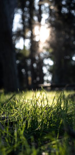 [2436x1125]郊外 树林 草丛 阳光 苹果手机壁纸图片