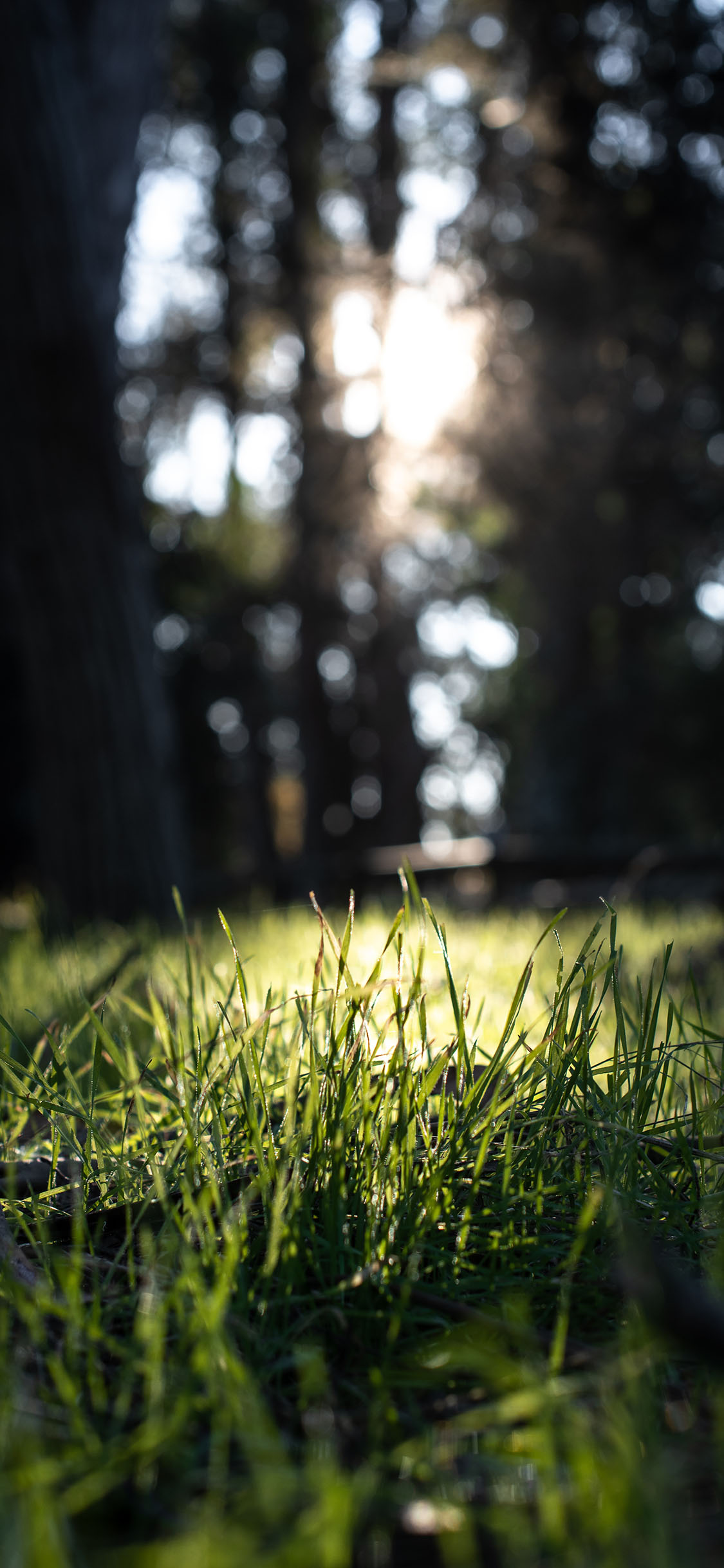 [2436×1125]郊外 树林 草丛 阳光 苹果手机壁纸图片