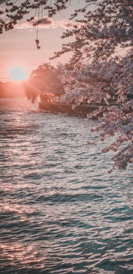 [2436x1125]郊外 河流 樱花 落日 唯美 浪漫 苹果手机壁纸图片