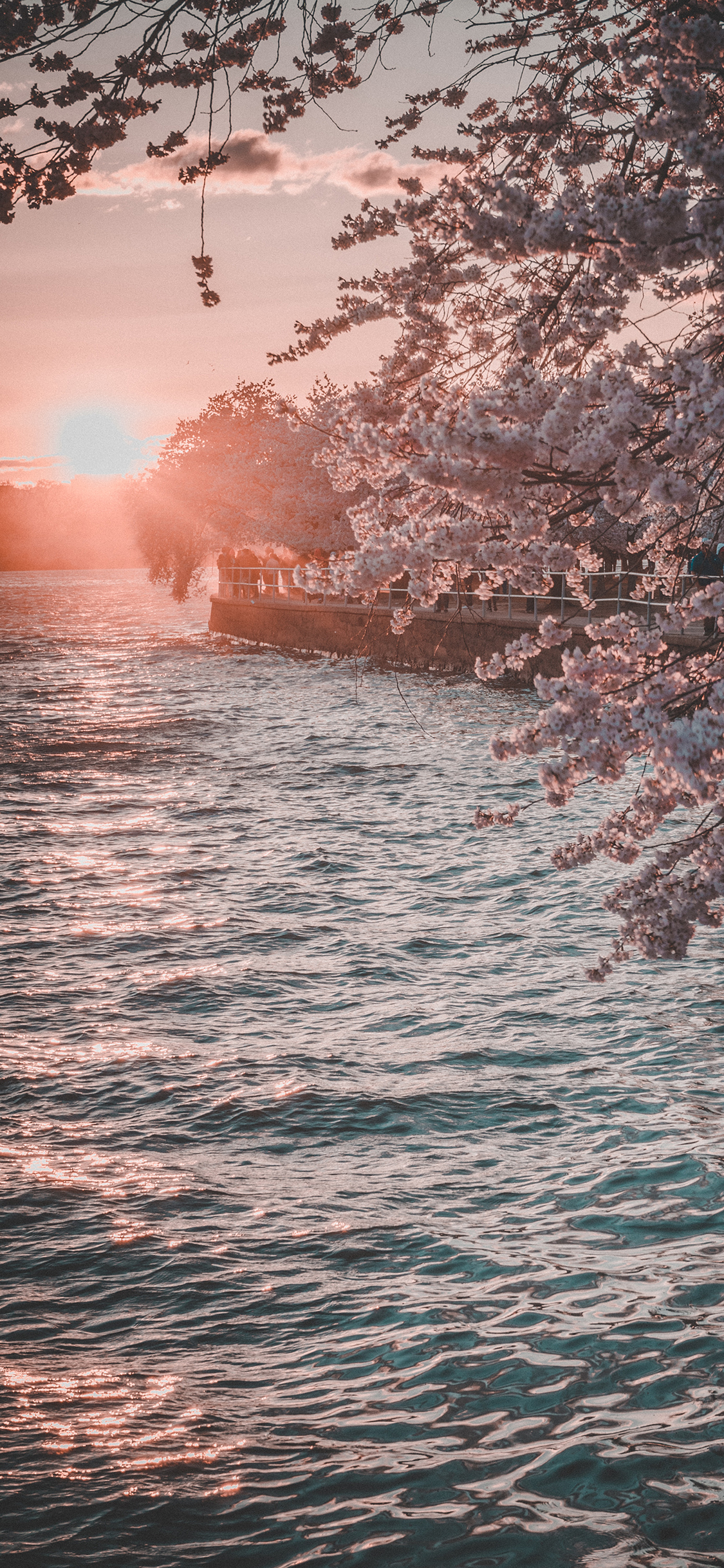 [2436×1125]郊外 河流 樱花 落日 唯美 浪漫 苹果手机壁纸图片