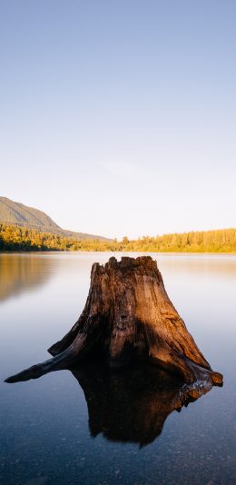 [2436x1125]郊外 湖泊 树桩 意境 苹果手机壁纸图片