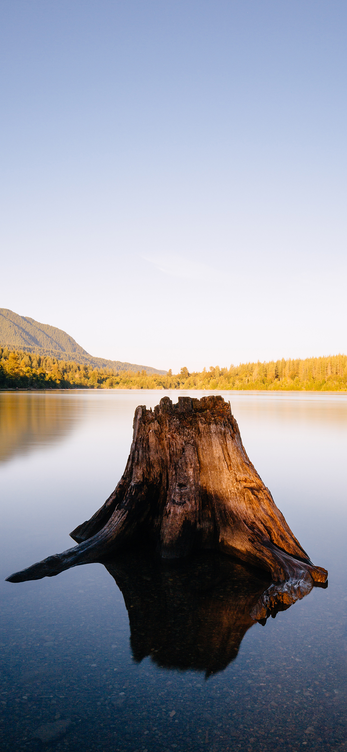 [2436×1125]郊外 湖泊 树桩 意境 苹果手机壁纸图片